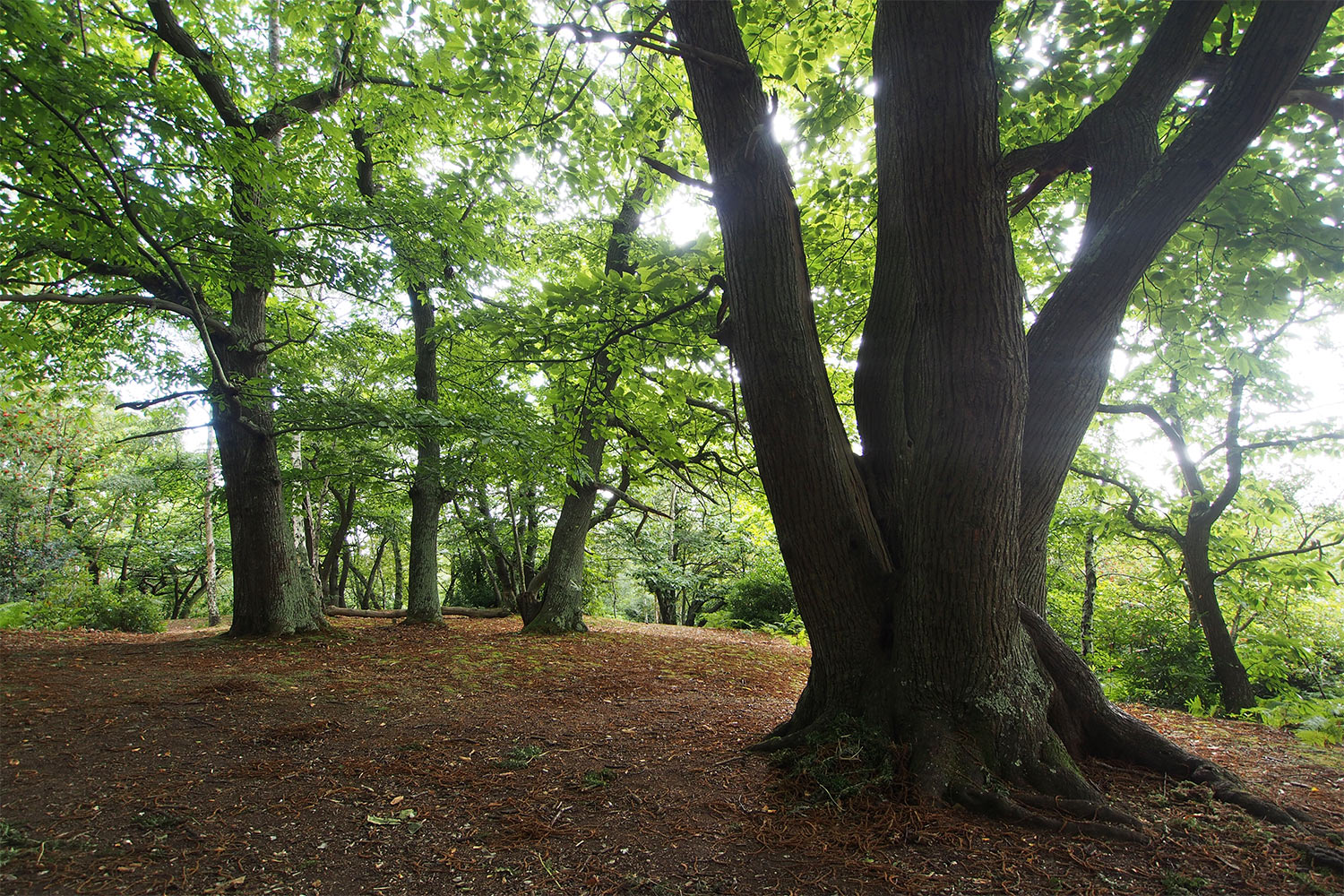 P0054047-2016-08-11-suedengland-graffham-camping-and-caravanning-club-wald Wald im Graffham Camping & Caravanning Club . England (Foto: Andreas Kuhrt 2016)