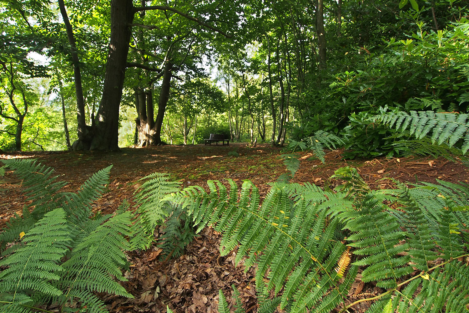 P0054055-2016-suedengland-graffham-camping-and-caravanning-club-wald Wald im Graffham Camping & Caravanning Club . England (Foto: Andreas Kuhrt 2016)