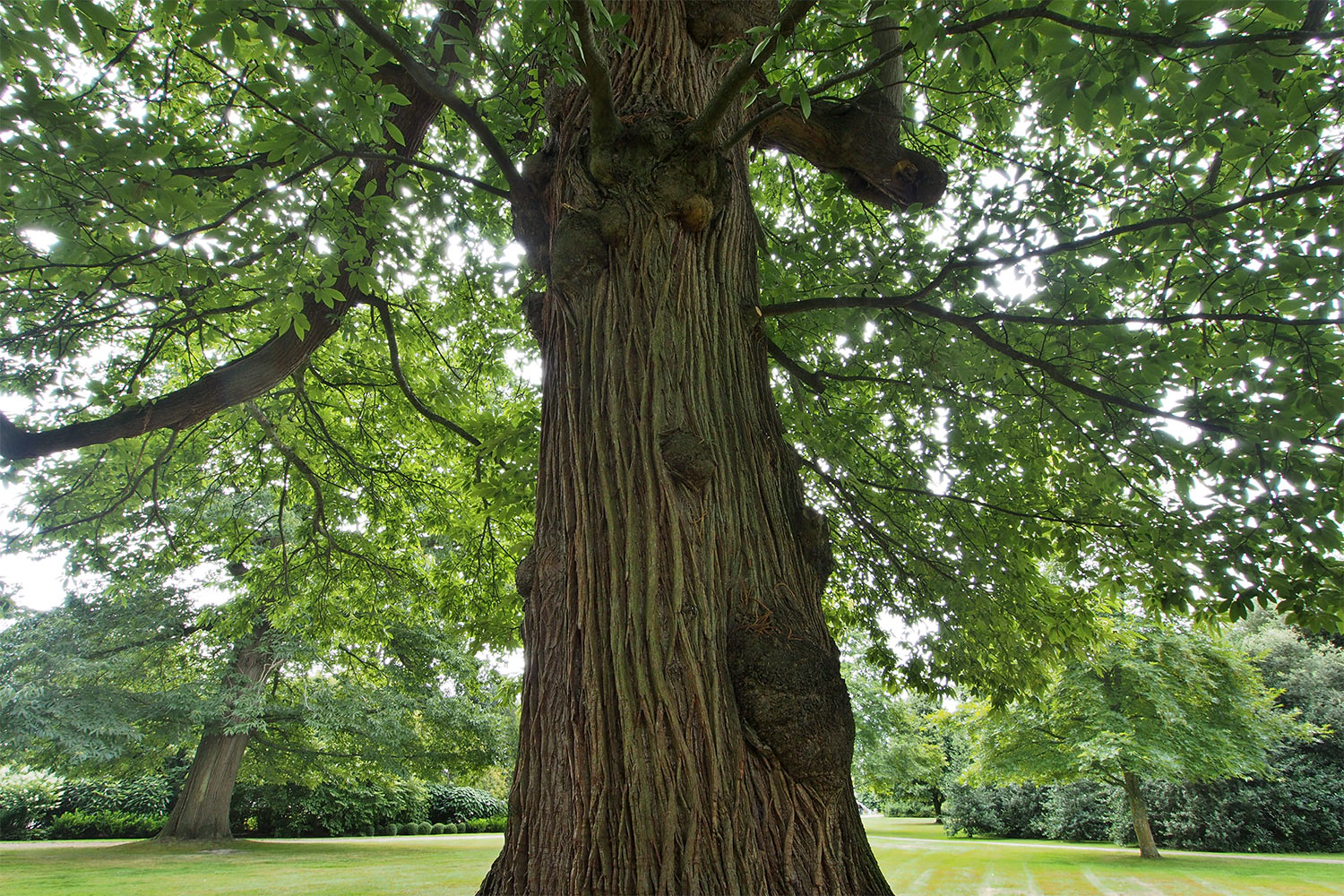 P0054088-2016-08-11-suedengland-petworth-house-park-marone Marone . Petworth House & Park . Sussex . Südengland (Foto: Andreas Kuhrt)