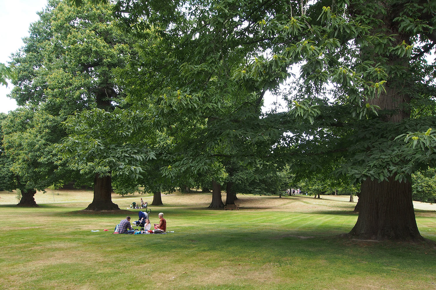 P0054304-2016-08-11-suedengland-petworth-house-park Petworth Park . Sussex . Südengland (Foto: Andreas Kuhrt)