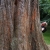 Mammutbaum im Petworth Park . Sussex . Südengland (Foto: Andreas Kuhrt)