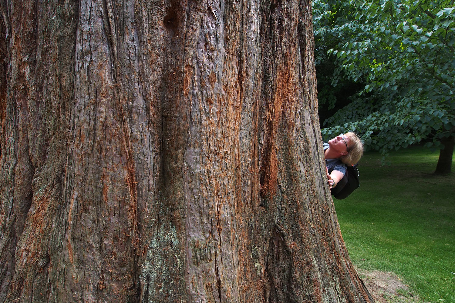 P0054307-2016-08-11-suedengland-petworth-house-park-mammutbaum Mammutbaum im Petworth Park . Sussex . Südengland (Foto: Andreas Kuhrt)
