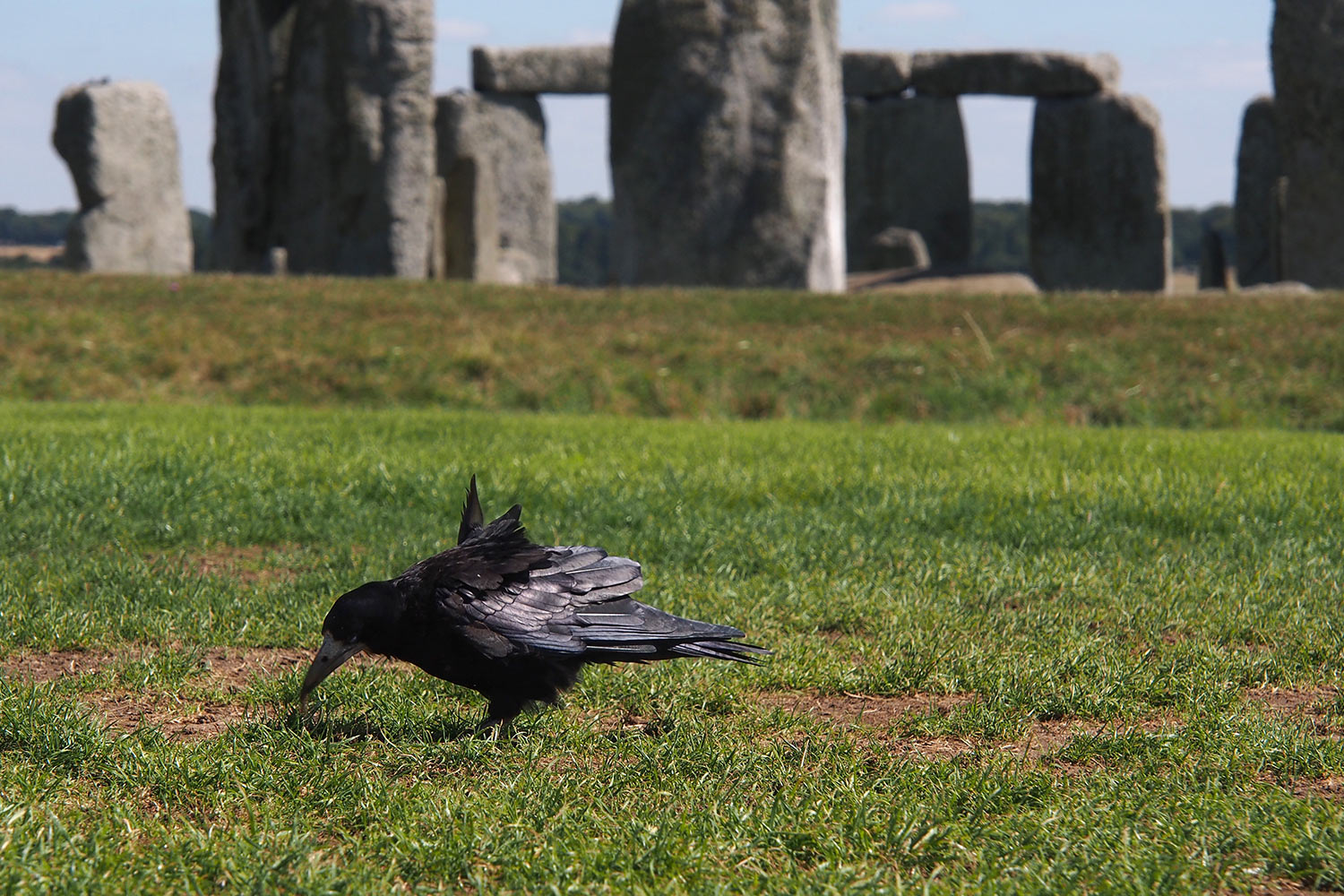 Rabe vor Stonehenge . bei Amesbury . Wiltshire . Südengland (Foto: Andreas Kuhrt)
