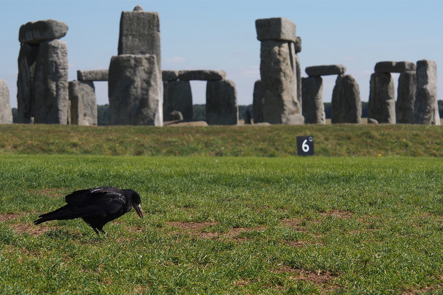 Rabe vor Stonehenge . bei Amesbury . Wiltshire . Südengland (Foto: Andreas Kuhrt)