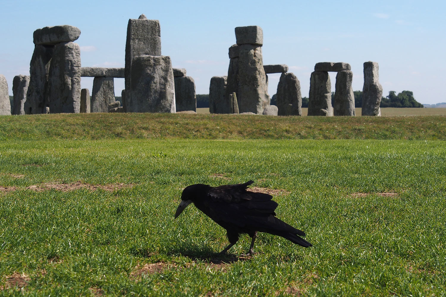 Rabe vor Stonehenge . bei Amesbury . Wiltshire . Südengland (Foto: Andreas Kuhrt)