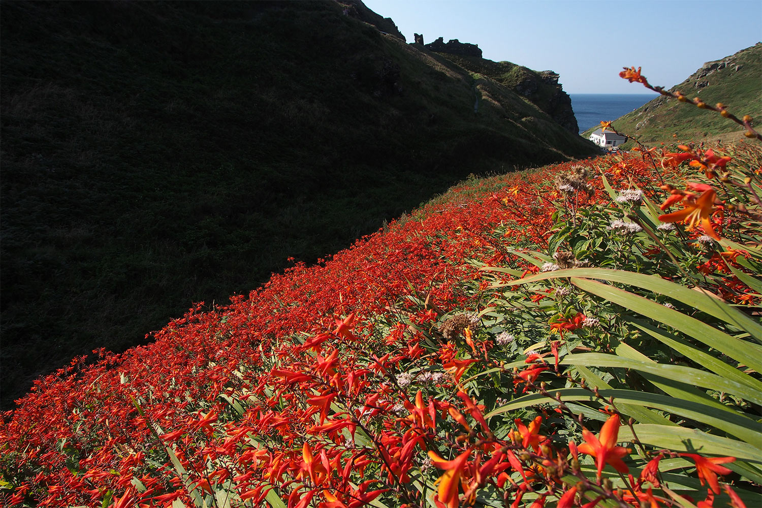 P0056147-2016-suedengland-tintagel-castle-road Tintagel Castle Road, der Weg zur Burgruine . Cornwall . Südengland (Foto: Andreas Kuhrt)