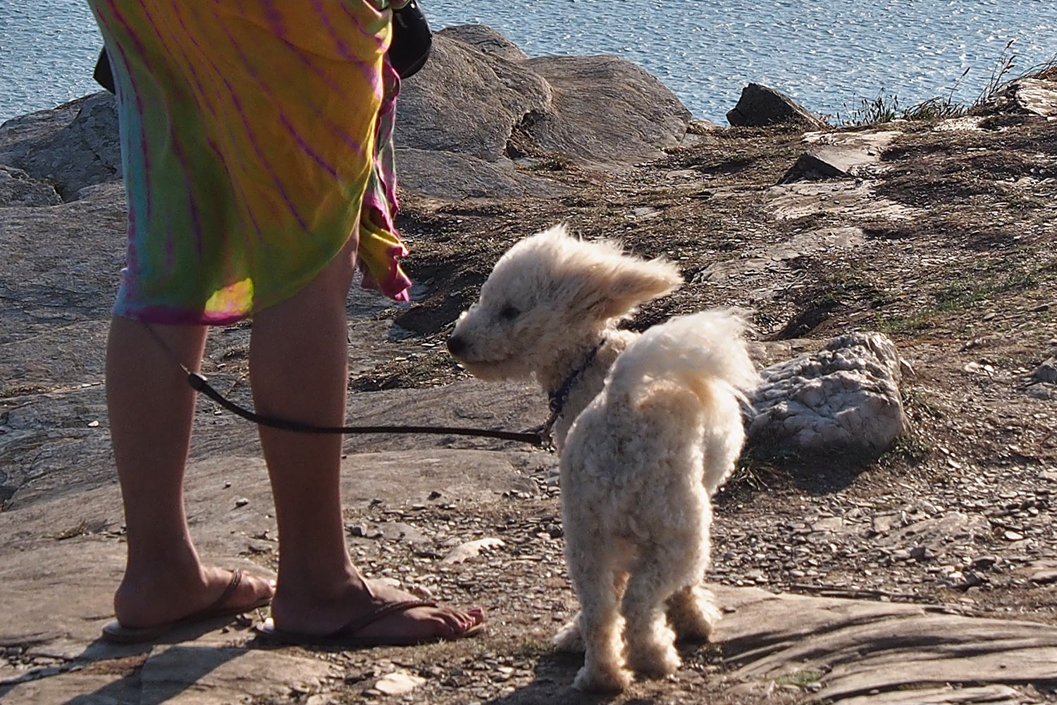 P0056200-2016-suedengland-tintagel-island-windhund Windhund auf Tintagel Island . Cornwall . Südengland (Foto: Andreas Kuhrt)