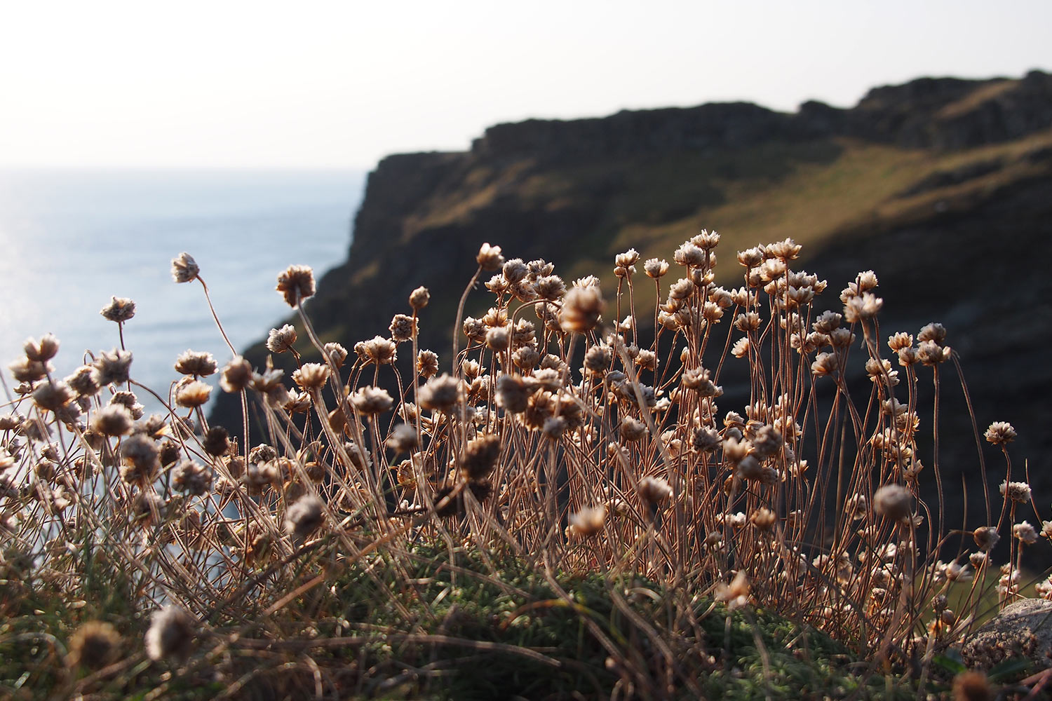 P0056241-2016-suedengland-tintagel-glebe-cliff Am South West Coast Path bei Tintagel . Cornwall . Südengland (Foto: Andreas Kuhrt)
