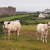Kühe bei Tintagel . Cornwall . Südengland (Foto: Andreas Kuhrt)