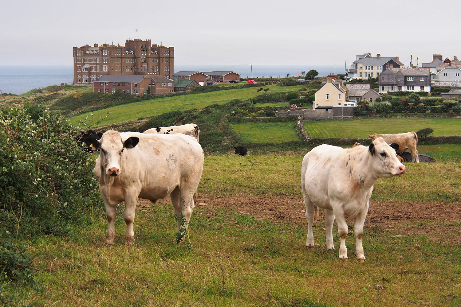 P0056382-2016-suedengland-tintagel-kuehe Kühe bei Tintagel . Cornwall . Südengland (Foto: Andreas Kuhrt)