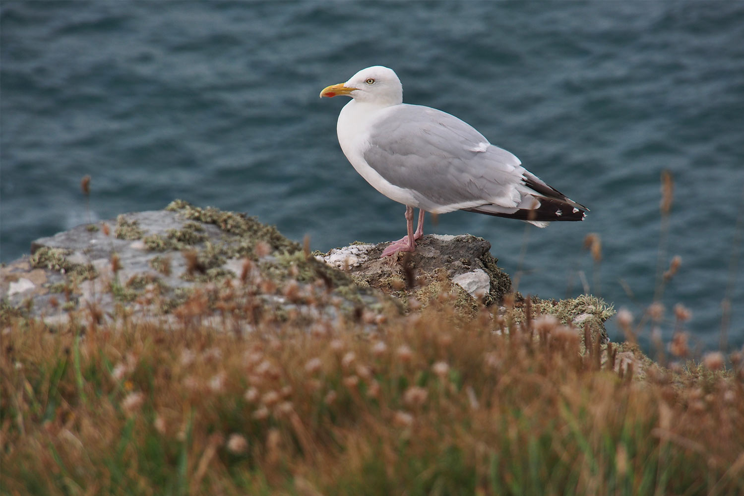 P0056446-2016-suedengland-cornwall-sw-coast-path-bei-tintagel-moewe Möwe am South West Coast Path bei Tintagel . Cornwall . Südengland (Foto: Andreas Kuhrt)