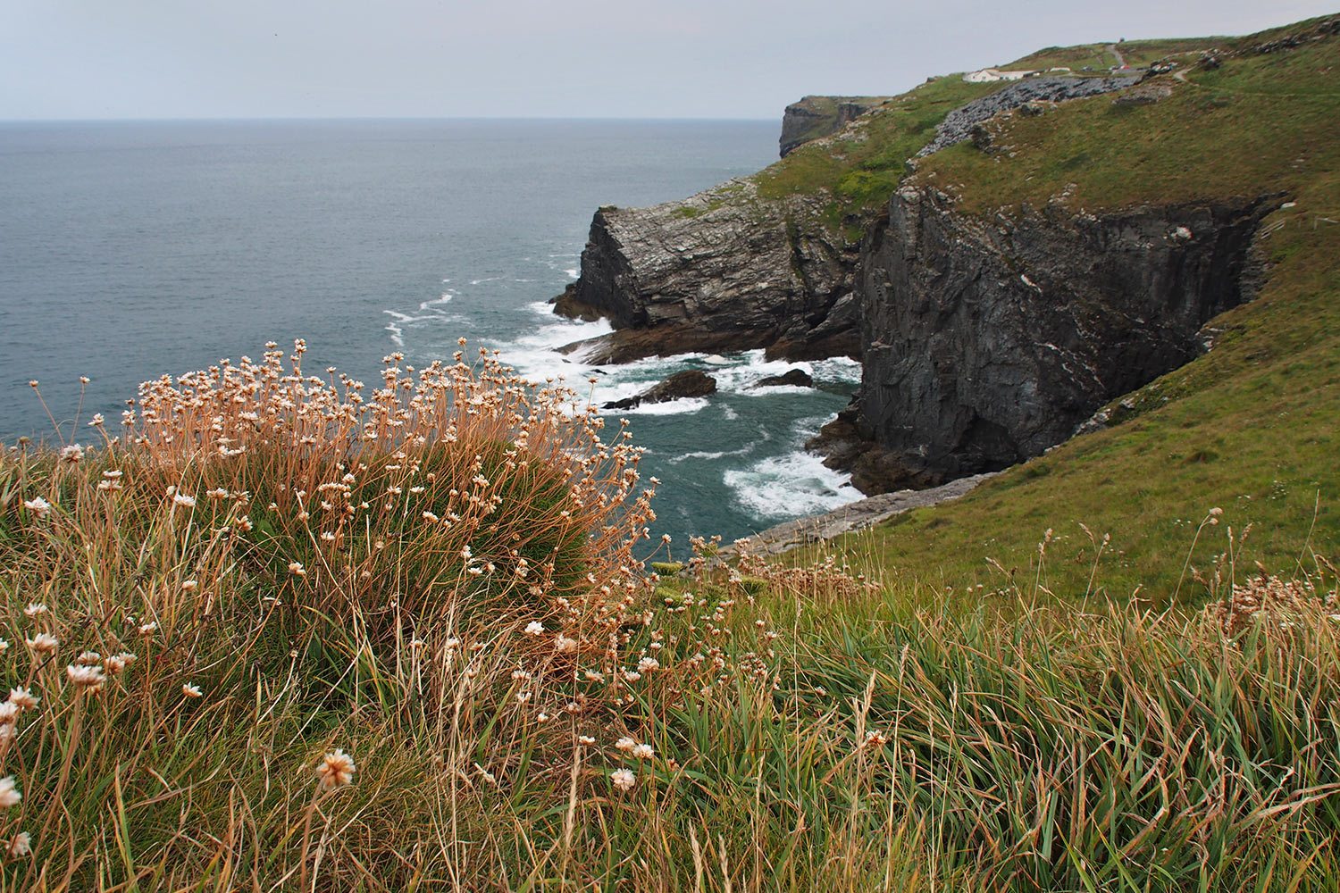 P0056451-2016-suedengland-cornwall-sw-coast-path-bei-tintagel Küste am South West Coast Path bei Tintagel . Cornwall . Südengland (Foto: Andreas Kuhrt)