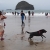 Hund am Trebarwith Strand . Cornwall . Südengland (Foto: Andreas Kuhrt)