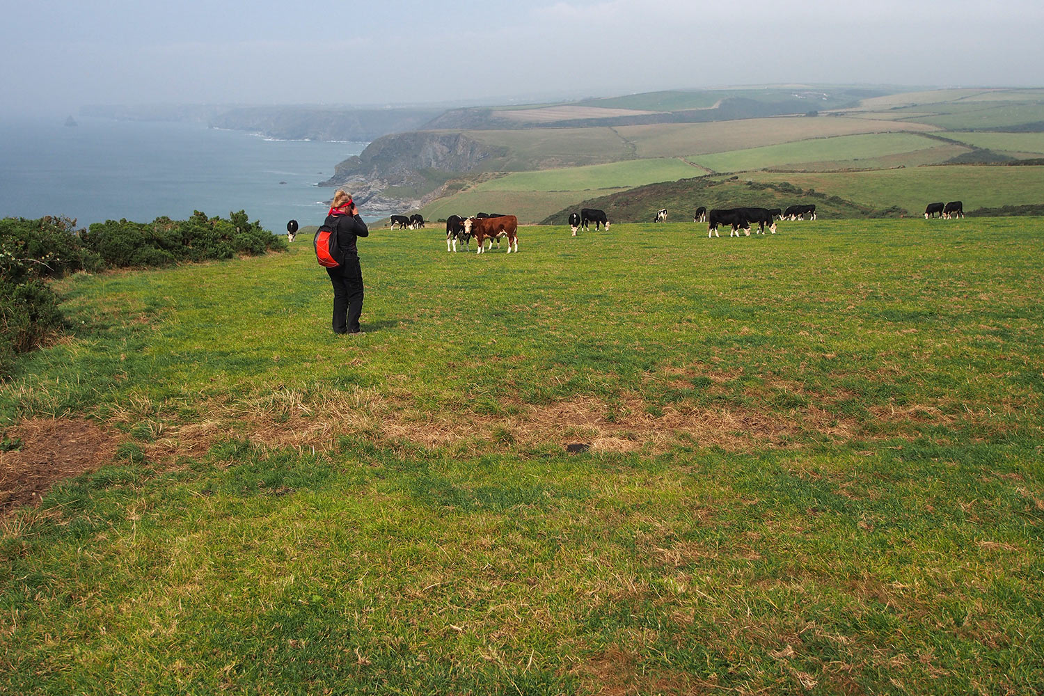 P0056655-2016-suedengland-cornwall-sw-coast-path-bei-port-isaac Kuhweide am South West Coast Path bei Higher Hendra . Cornwall . Südengland (Foto: Andreas Kuhrt)