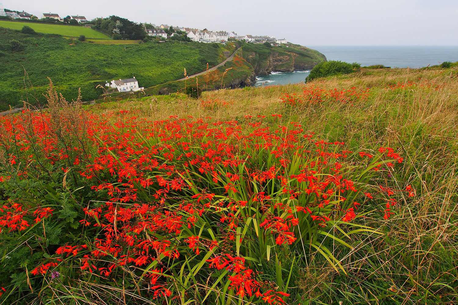 P0056662-2016-suedengland-cornwall-port-isaac-garten-montbretien Montbretien am South West Coast Path bei Port Gaverne, Blick nach Port Isaac . Cornwall . Südengland (Foto: Andreas Kuhrt)