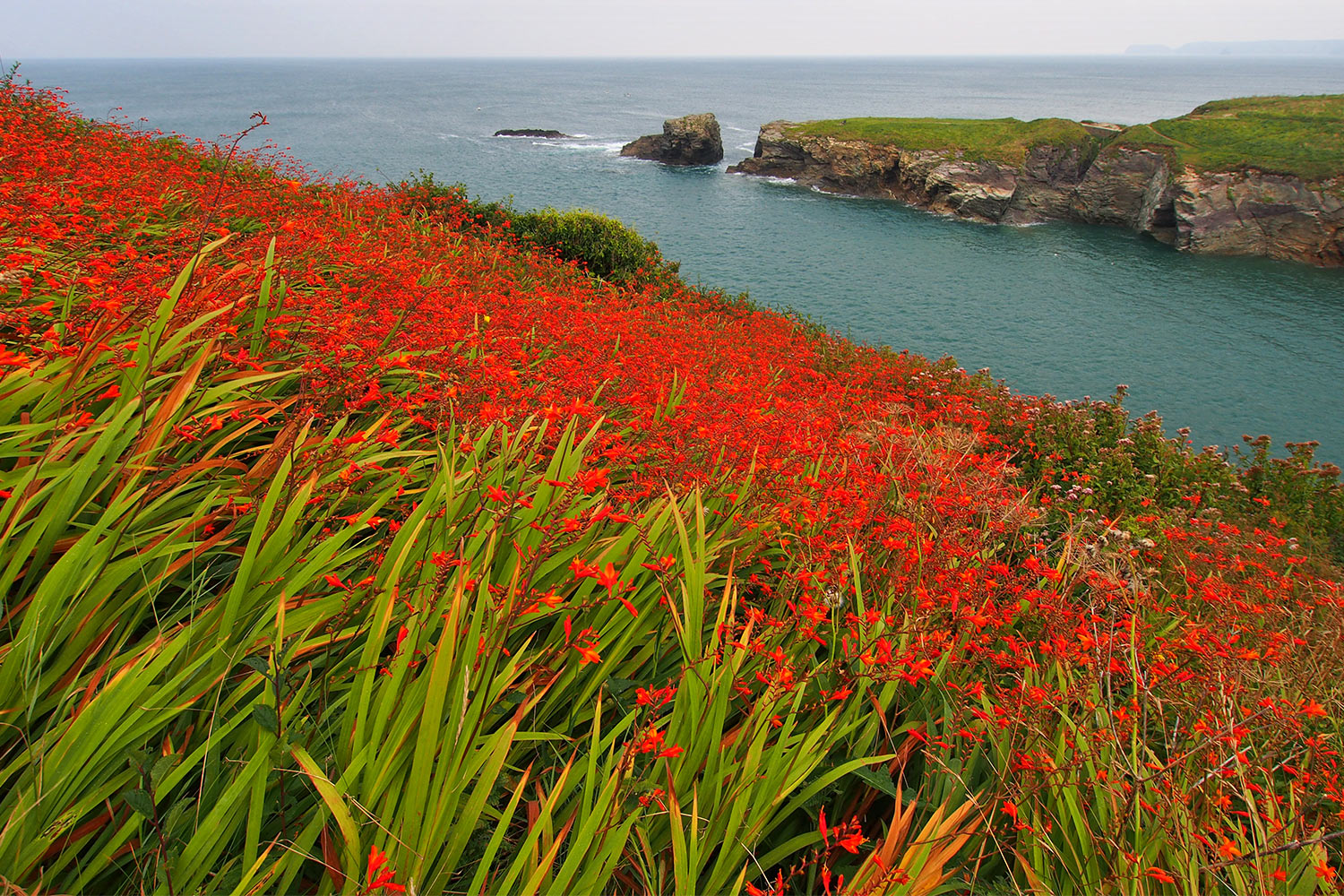 P0056663-2016-suedengland-cornwall-port-isaac-garten-montbretien Montbretien am South West Coast Path bei Port Gaverne . Cornwall . Südengland (Foto: Andreas Kuhrt)