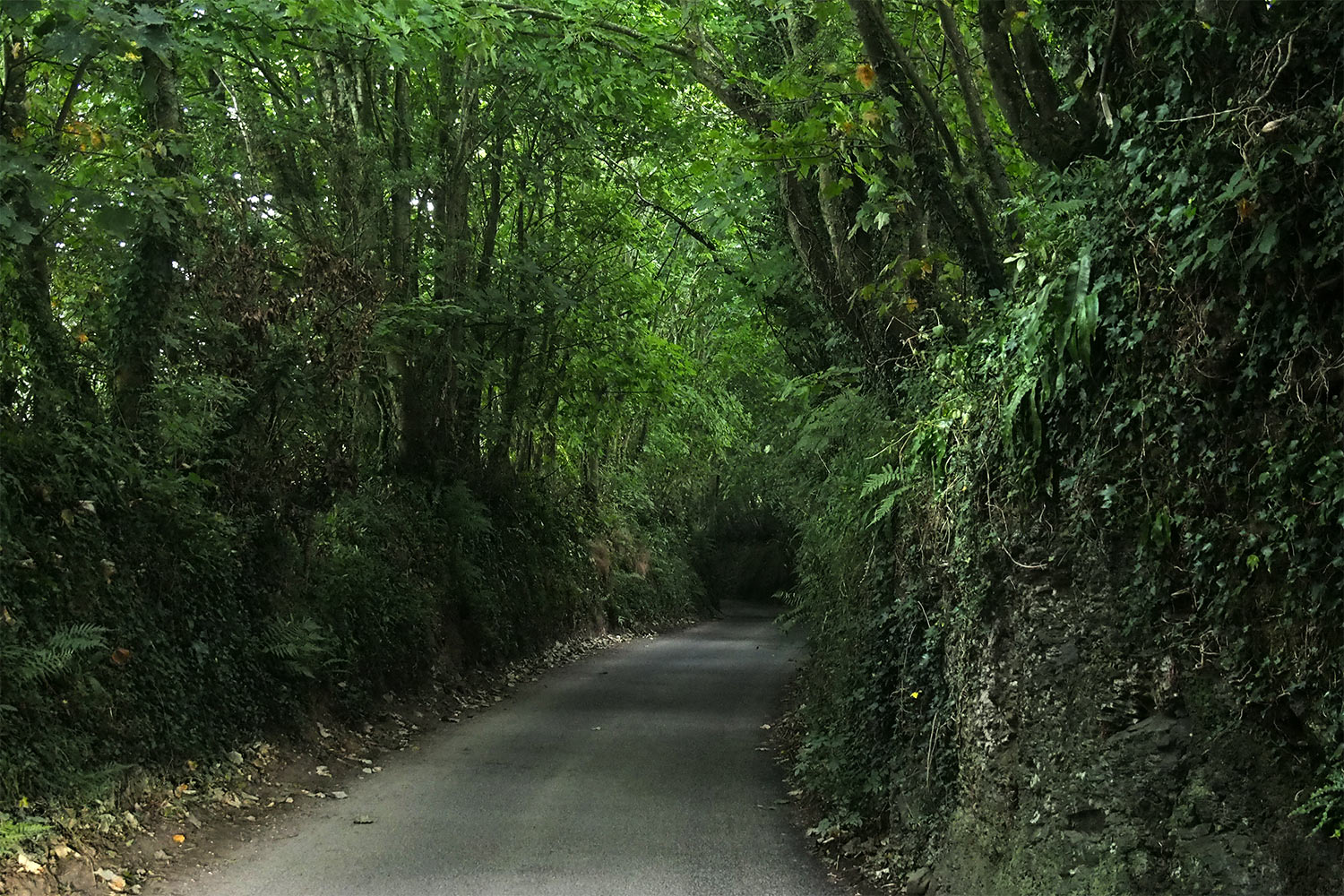 P0056711-2016-suedengland-strasse-bei-tintagel Straße bei Tintagel . Cornwall . Südengland (Foto: Andreas Kuhrt)