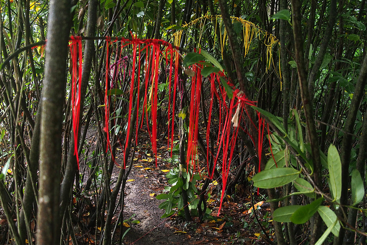 Woodland Trail . Lost Gardens of Heligan . bei Mevagissey . Cornwall . Südengland (Foto: Andreas Kuhrt)