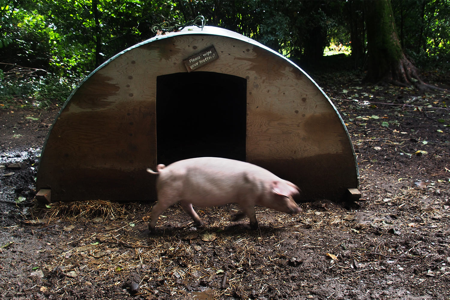 Schweine-Stall . Lost Gardens of Heligan . bei Mevagissey . Cornwall . Südengland (Foto: Andreas Kuhrt)