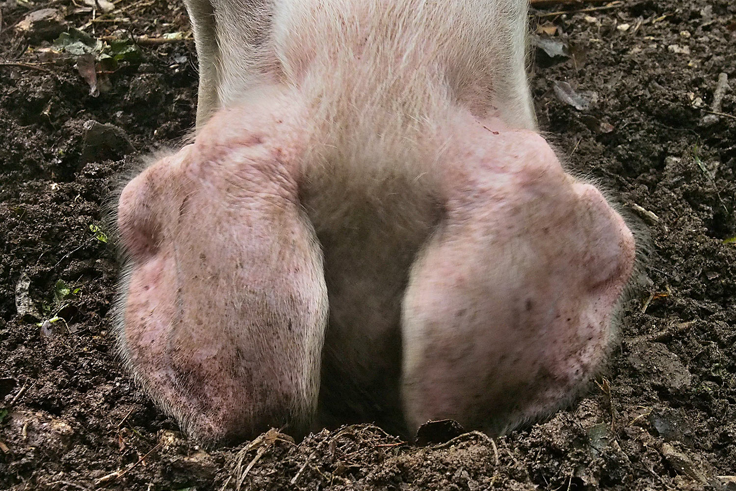 Schweine-Ohren . Lost Gardens of Heligan . bei Mevagissey . Cornwall . Südengland (Foto: Andreas Kuhrt)