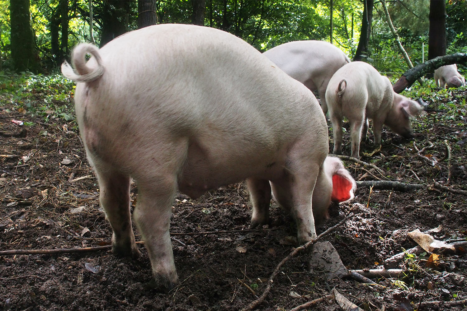 Schweine . Lost Gardens of Heligan . Cornwall . Südengland (Foto: Andreas Kuhrt 2016)