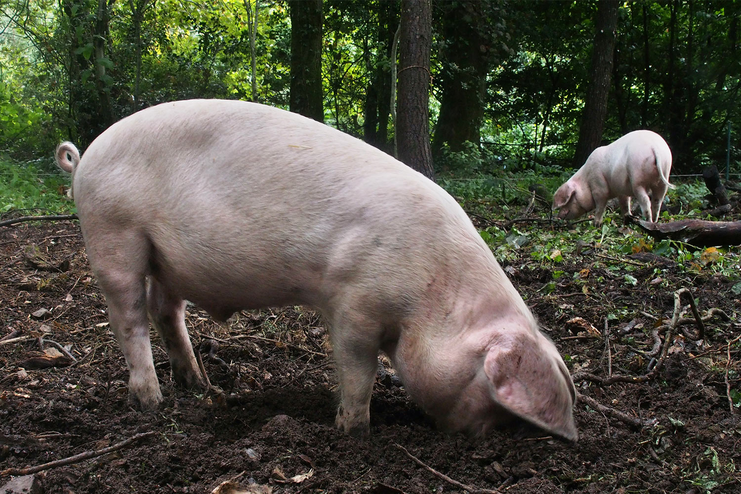 Schweine . Lost Gardens of Heligan . bei Mevagissey . Cornwall . Südengland (Foto: Andreas Kuhrt)