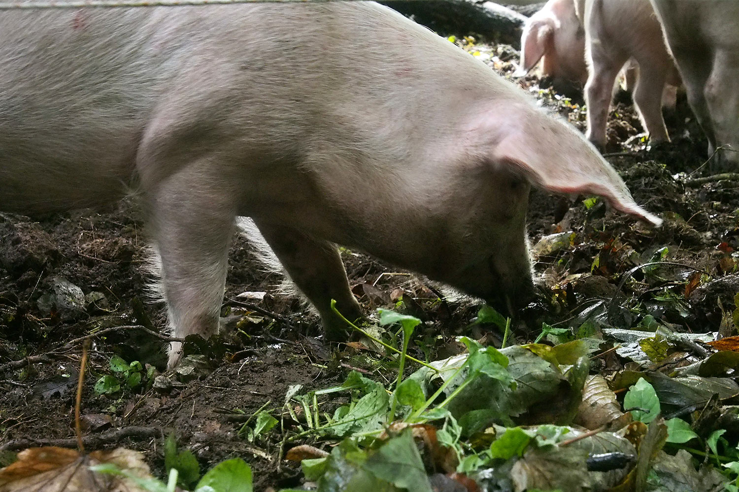 Schweine . Lost Gardens of Heligan . bei Mevagissey . Cornwall . Südengland (Foto: Andreas Kuhrt)