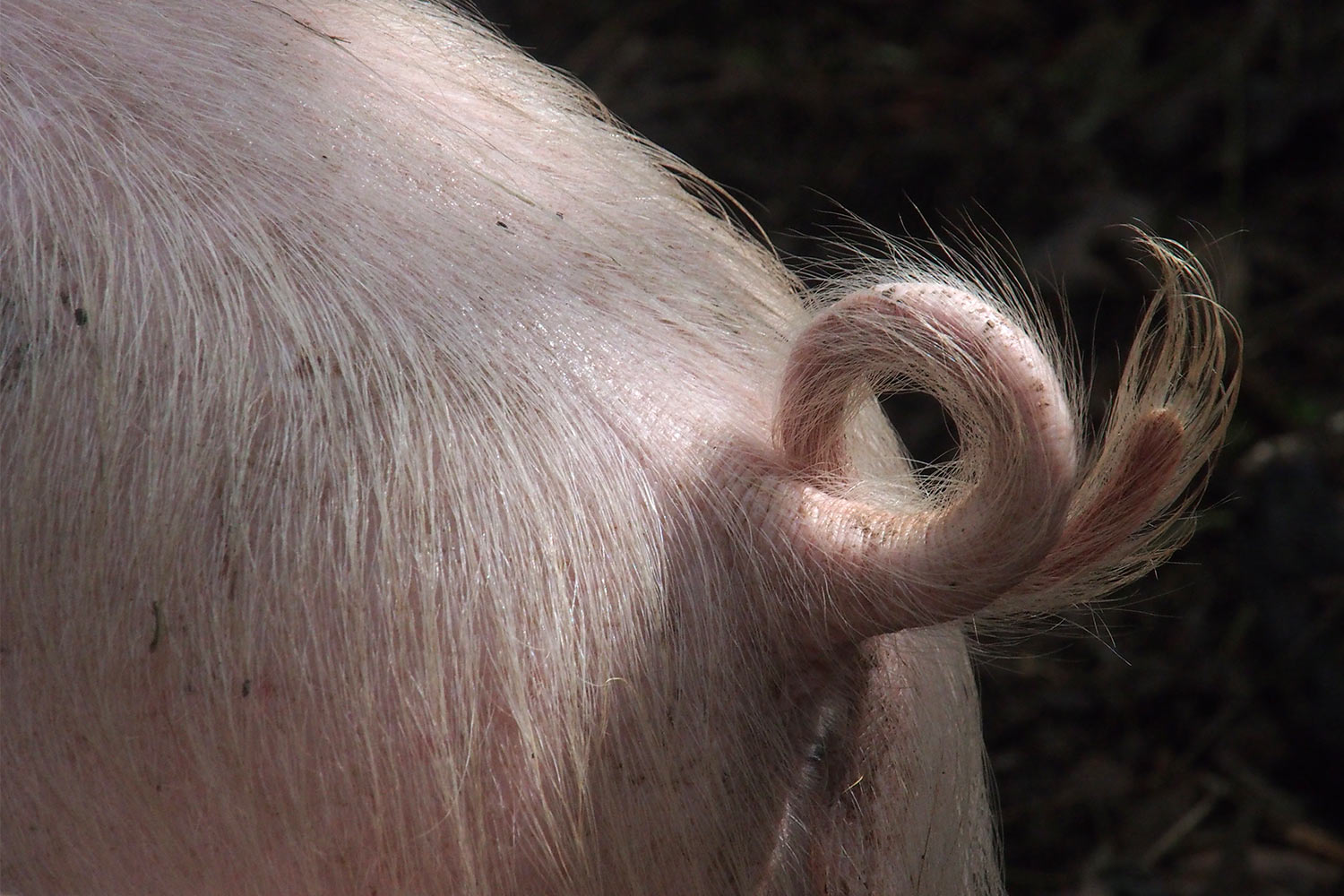Schweine-Ringelschwanz . Lost Gardens of Heligan . bei Mevagissey . Cornwall . Südengland (Foto: Andreas Kuhrt)