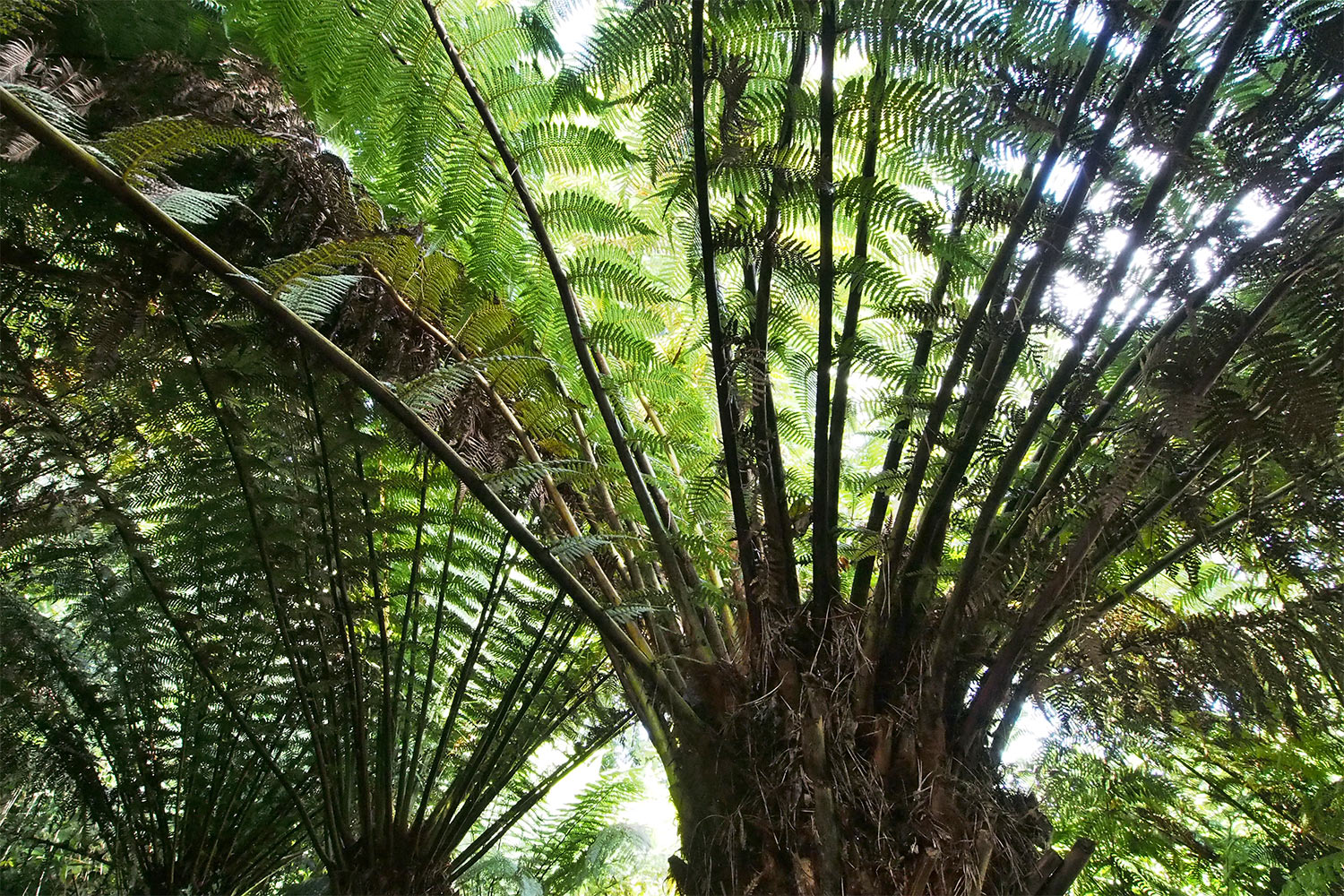 Baumfarne . Lost Gardens of Heligan . Cornwall . Südengland (Foto: Andreas Kuhrt 2016)