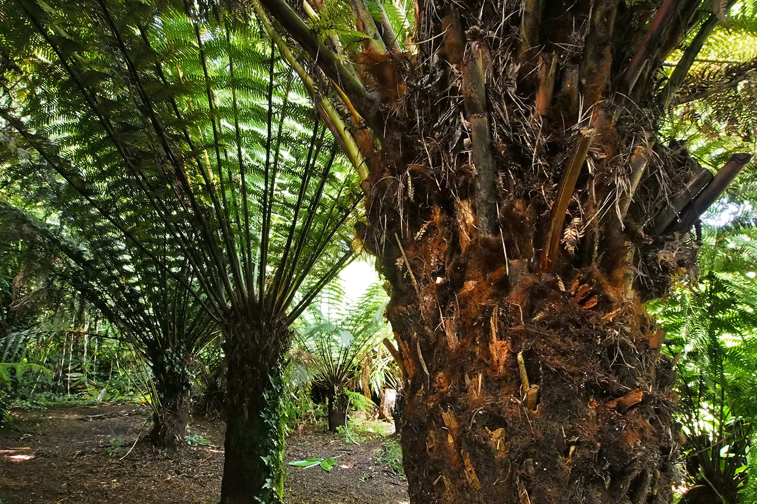 Baumfarne . Lost Gardens of Heligan . bei Mevagissey . Cornwall . Südengland (Foto: Andreas Kuhrt)