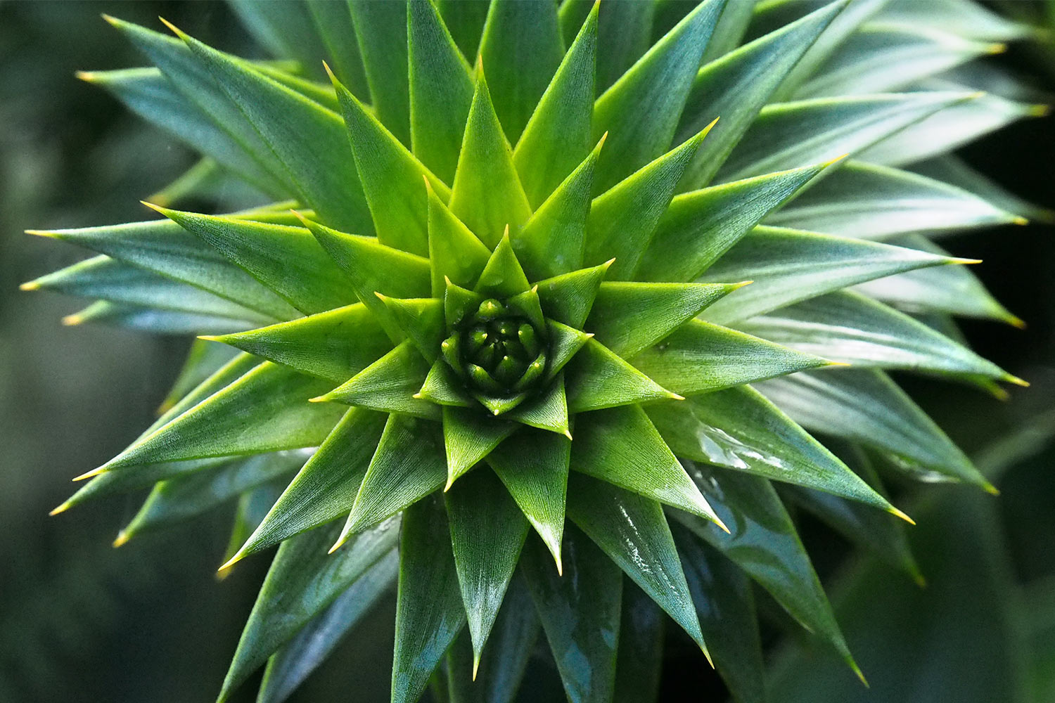 Araukarie . Lost Gardens of Heligan . bei Mevagissey . Cornwall . Südengland (Foto: Andreas Kuhrt)