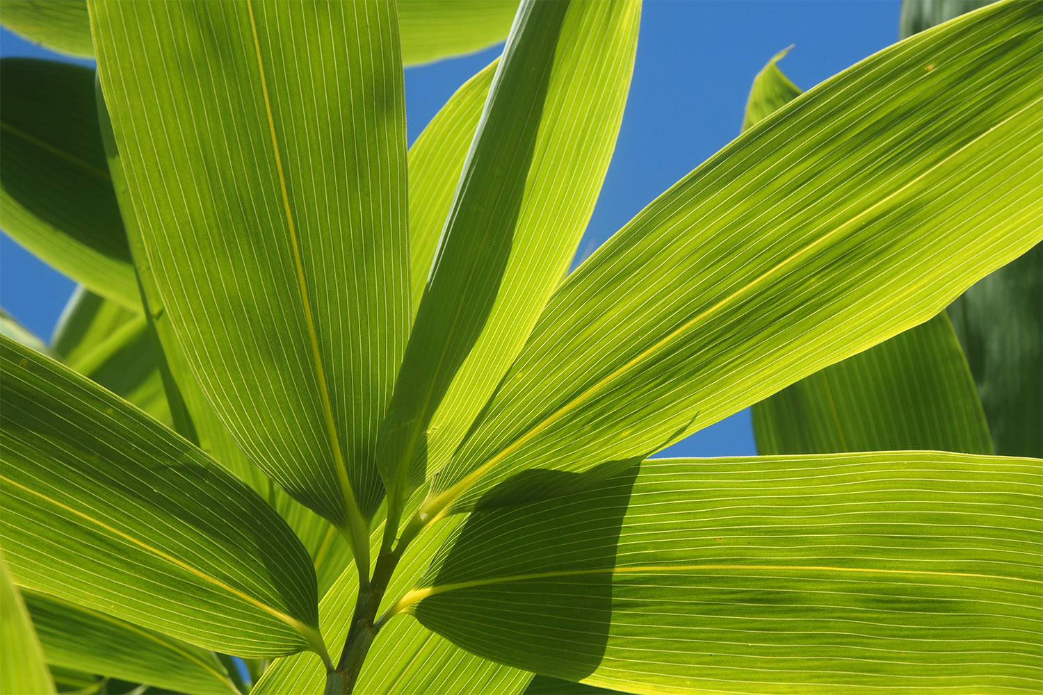 Blatt-Palme . Lost Gardens of Heligan . bei Mevagissey . Cornwall . Südengland (Foto: Andreas Kuhrt)