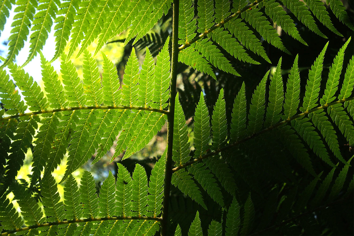 Baumfarn . Lost Gardens of Heligan . bei Mevagissey . Cornwall . Südengland (Foto: Andreas Kuhrt)