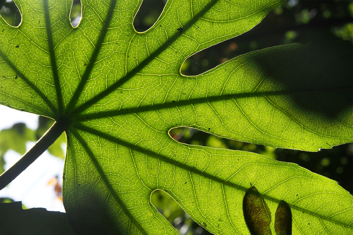Monstera-Blatt . Lost Gardens of Heligan . bei Mevagissey . Cornwall . Südengland (Foto: Andreas Kuhrt)