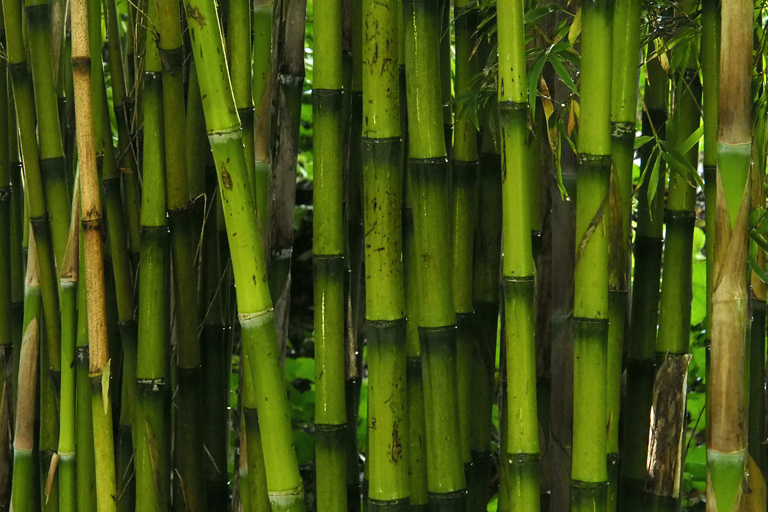 Bambus . Lost Gardens of Heligan . bei Mevagissey . Cornwall . Südengland (Foto: Andreas Kuhrt)