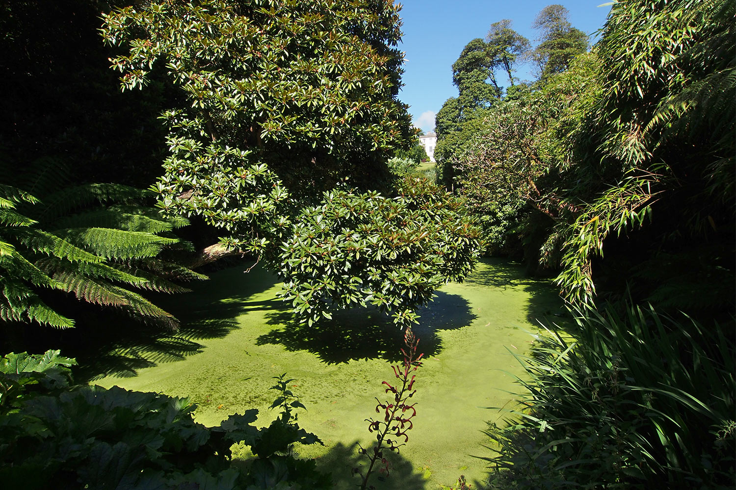 Dschungel-Teich . Lost Gardens of Heligan . Cornwall . Südengland (Foto: Andreas Kuhrt 2016)