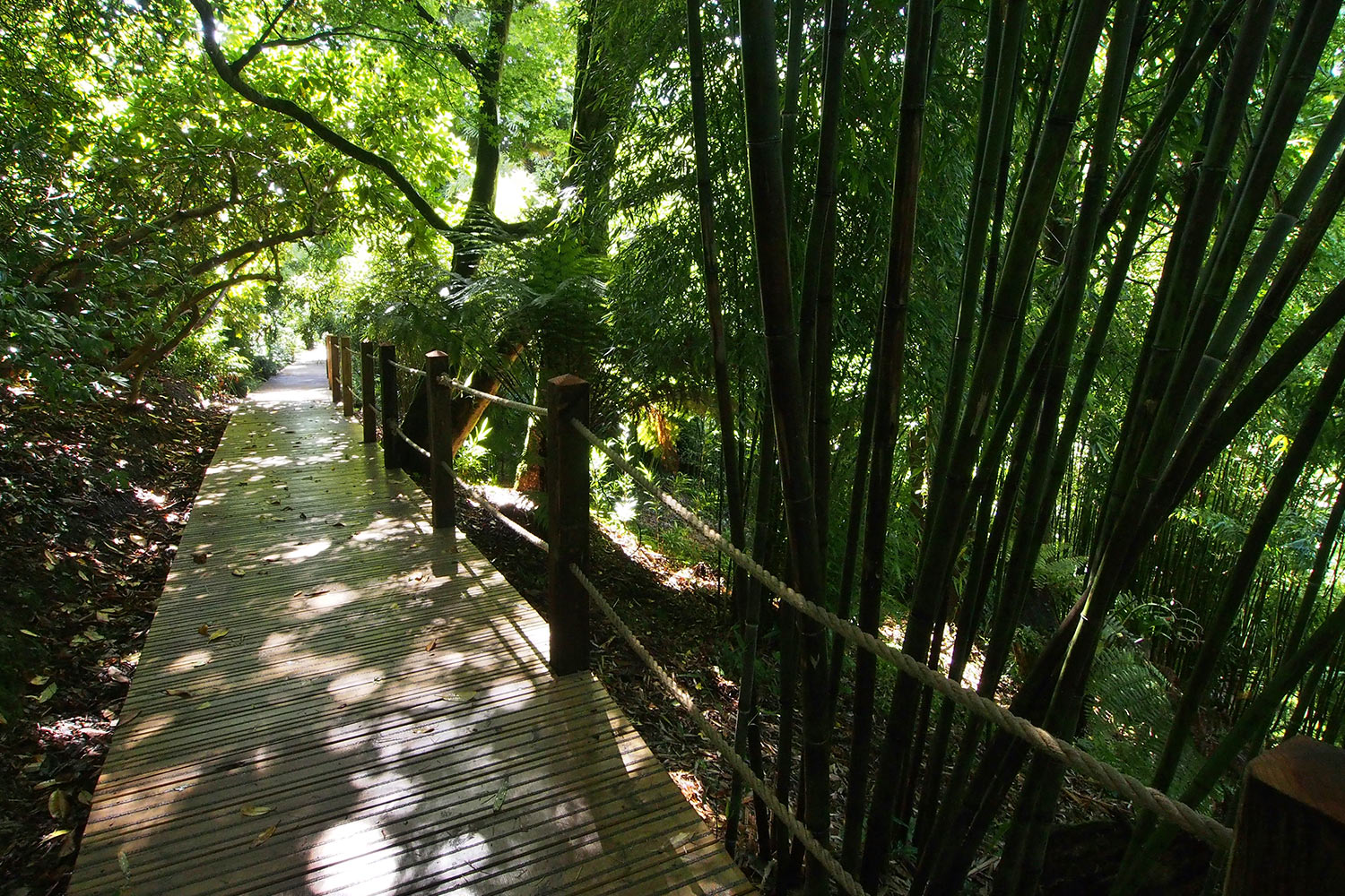 Dschungel-Weg . Lost Gardens of Heligan . Cornwall . Südengland (Foto: Andreas Kuhrt 2016)
