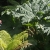 Mammutblatt im Dschungel . Lost Gardens of Heligan . Cornwall . Südengland (Foto: Andreas Kuhrt 2016)