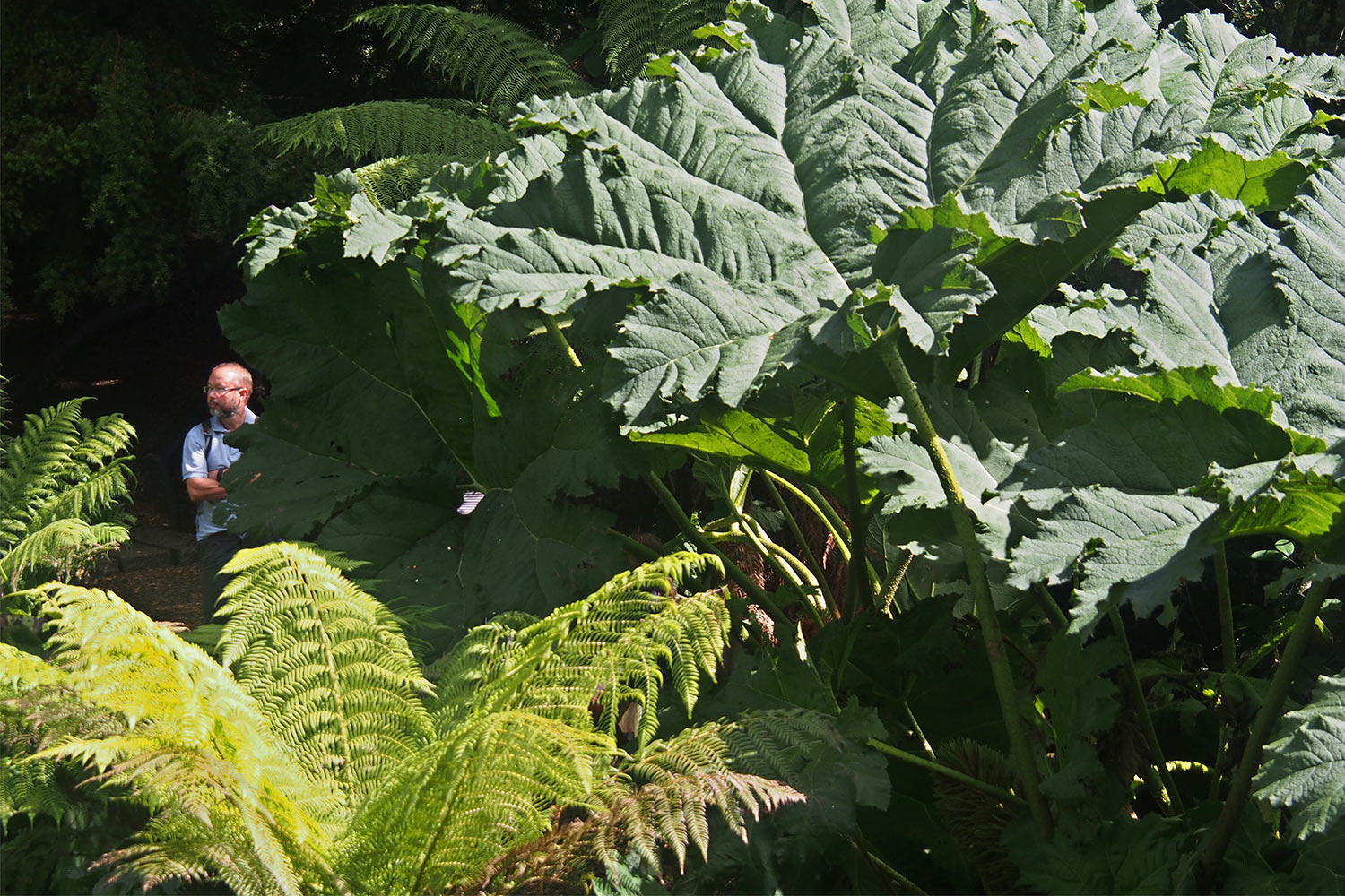 Mammutblatt im Dschungel . Lost Gardens of Heligan . Cornwall . Südengland (Foto: Andreas Kuhrt 2016)