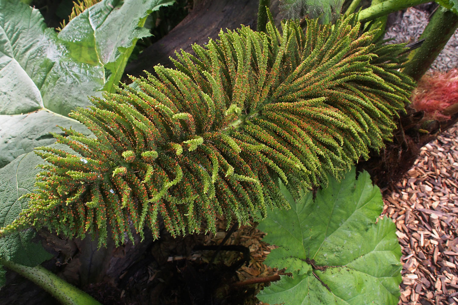 Mammutblatt-Blüte im Dschungel . Lost Gardens of Heligan . Cornwall . Südengland (Foto: Andreas Kuhrt 2016)