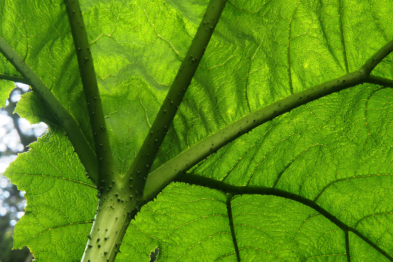 Mammutblatt im Dschungel . Lost Gardens of Heligan . Cornwall . Südengland (Foto: Andreas Kuhrt 2016)