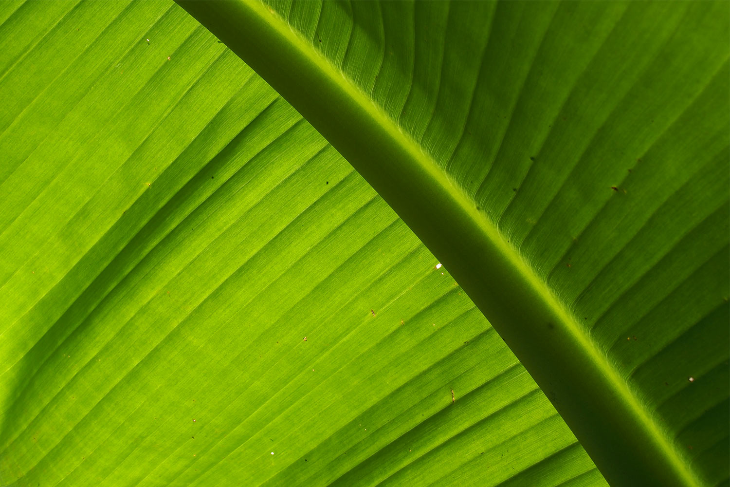 Bananenblatt im Dschungel . Lost Gardens of Heligan . Cornwall . Südengland (Foto: Andreas Kuhrt 2016)