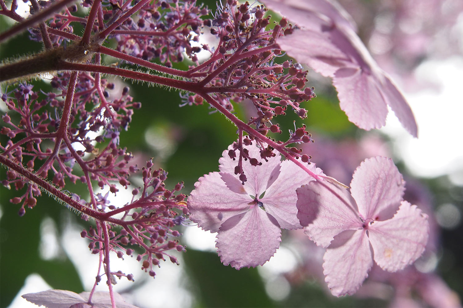 Hortensien-Blüten . Lost Gardens of Heligan . Cornwall . Südengland (Foto: Andreas Kuhrt 2016)