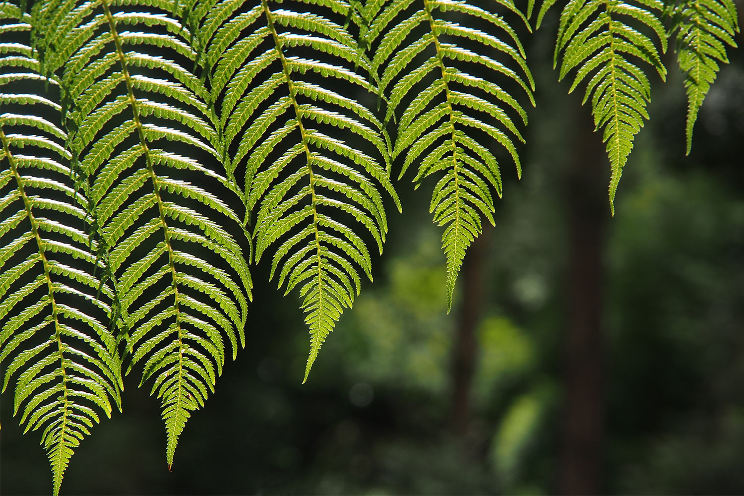 Baumfarn . Lost Gardens of Heligan . Cornwall . Südengland (Foto: Andreas Kuhrt 2016)