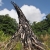 Holzkohlen-Skulptur von James Eddy im Lost Valley . Lost Gardens of Heligan . Cornwall . Südengland (Foto: Andreas Kuhrt 2016)