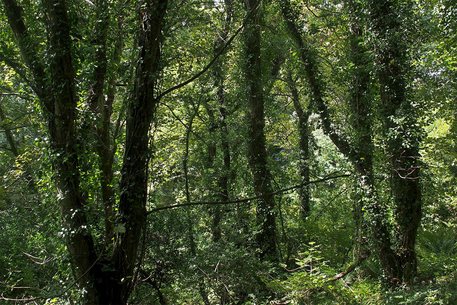Versunkener Weg im Lost Valley . Lost Gardens of Heligan . Cornwall . Südengland (Foto: Andreas Kuhrt 2016)