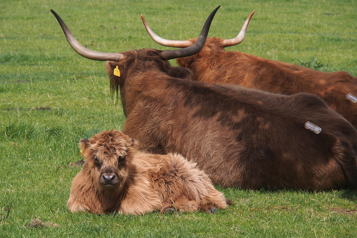 Longhorn Rinder . Lost Gardens of Heligan . Cornwall . Südengland (Foto: Andreas Kuhrt 2016)