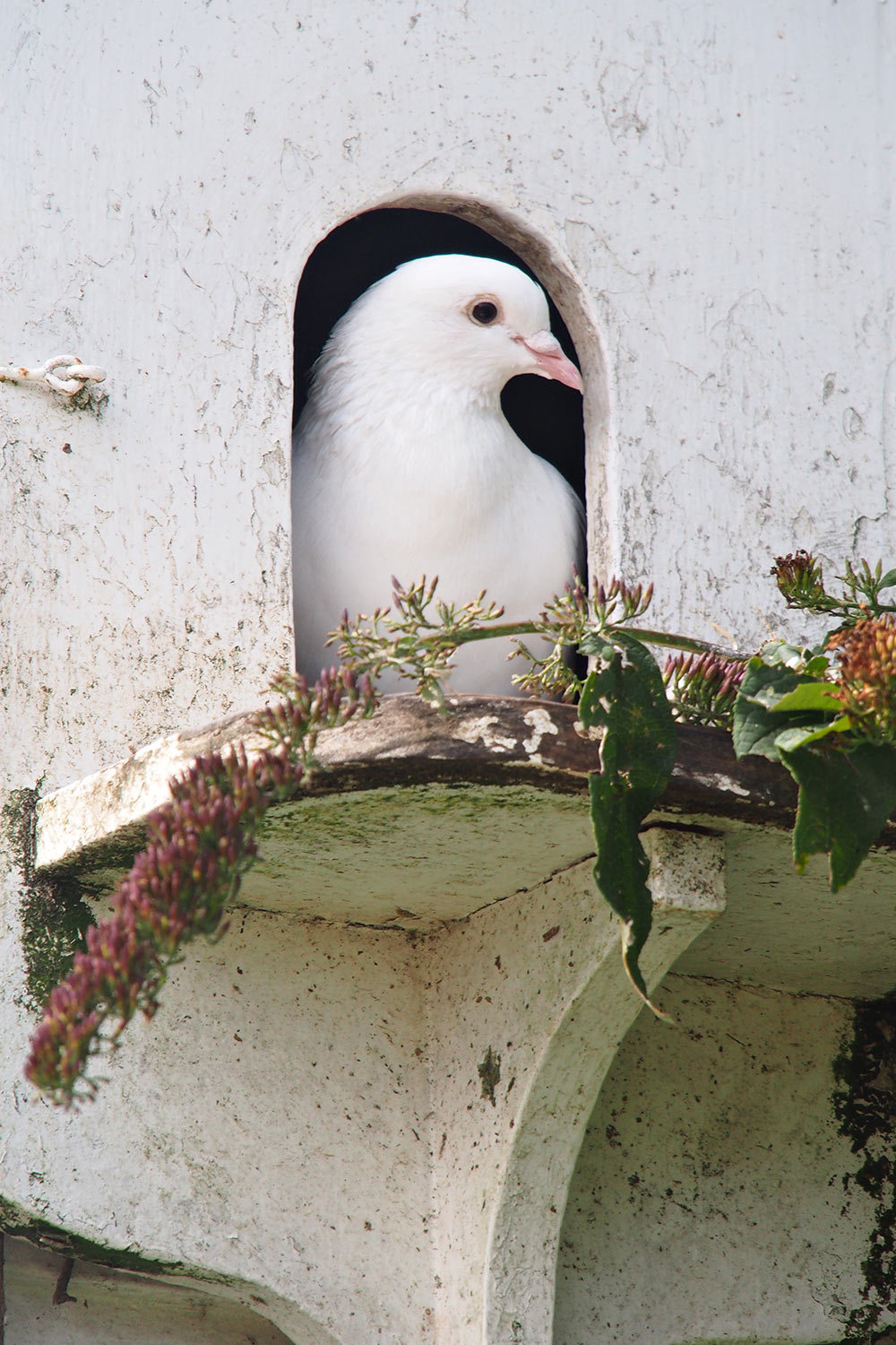 Taube . Lost Gardens of Heligan . Cornwall . Südengland (Foto: Andreas Kuhrt 2016)