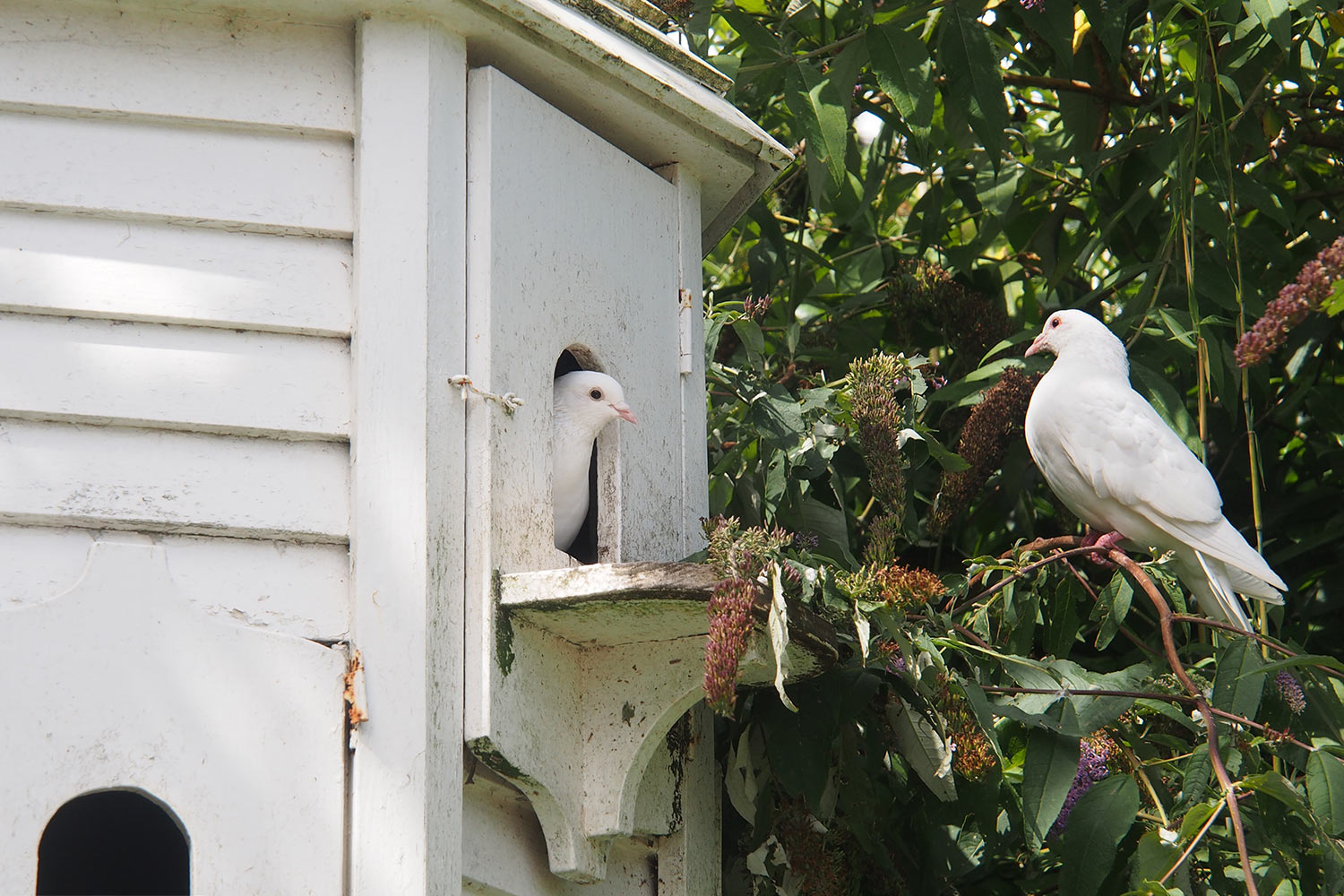 Taubenhaus . Lost Gardens of Heligan . Cornwall . Südengland (Foto: Andreas Kuhrt 2016)
