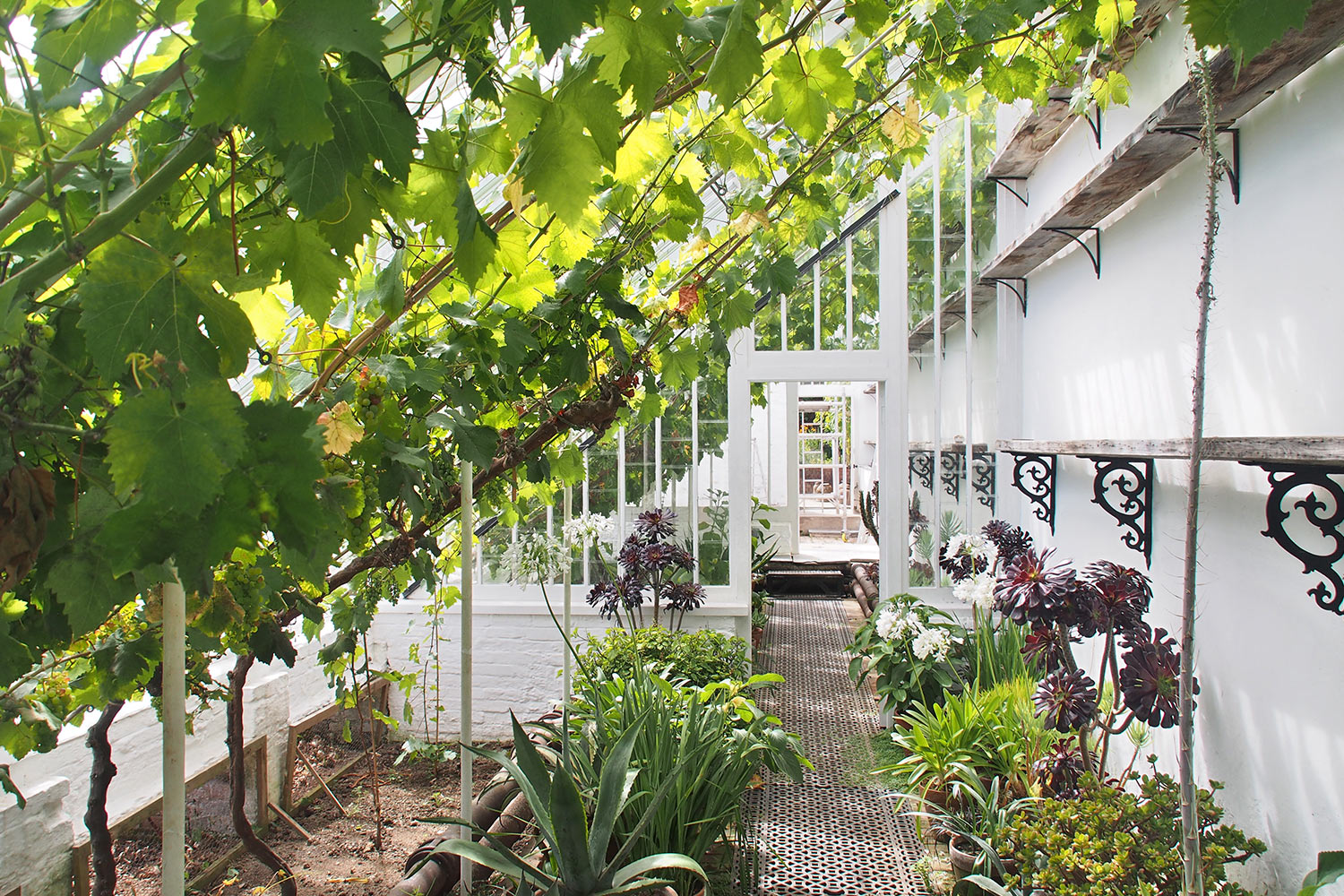 Gewächshaus im Melon Yard . Lost Gardens of Heligan . Cornwall . Südengland (Foto: Andreas Kuhrt 2016)